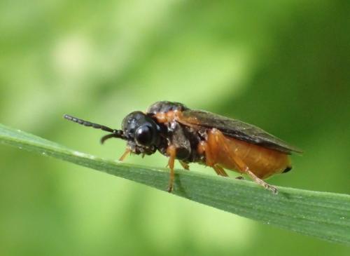 Monostegia abdominalis
